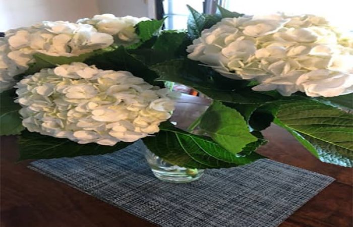 Janina Florist