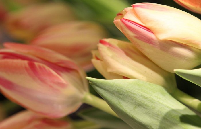 flower-train-featured-image