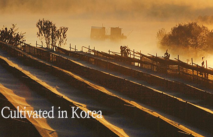 korean-red-ginseng-featured-image